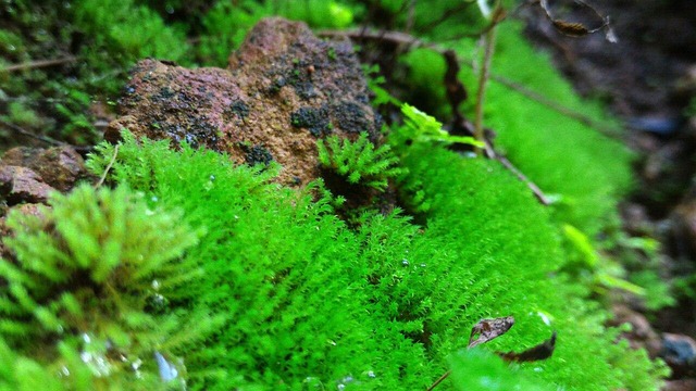 Free After Rain Drops photo and picture