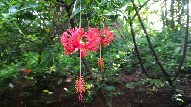 Free After Rain Drops photo and picture
