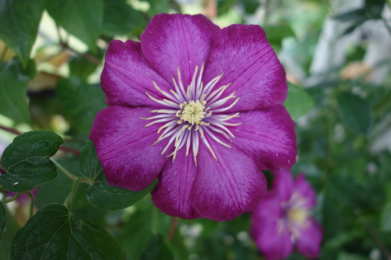 Clematis - free online jigsaw puzzle photo