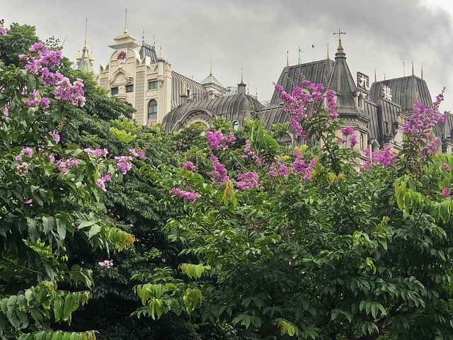 Banaba, Kreppmyrte, Lila Blume