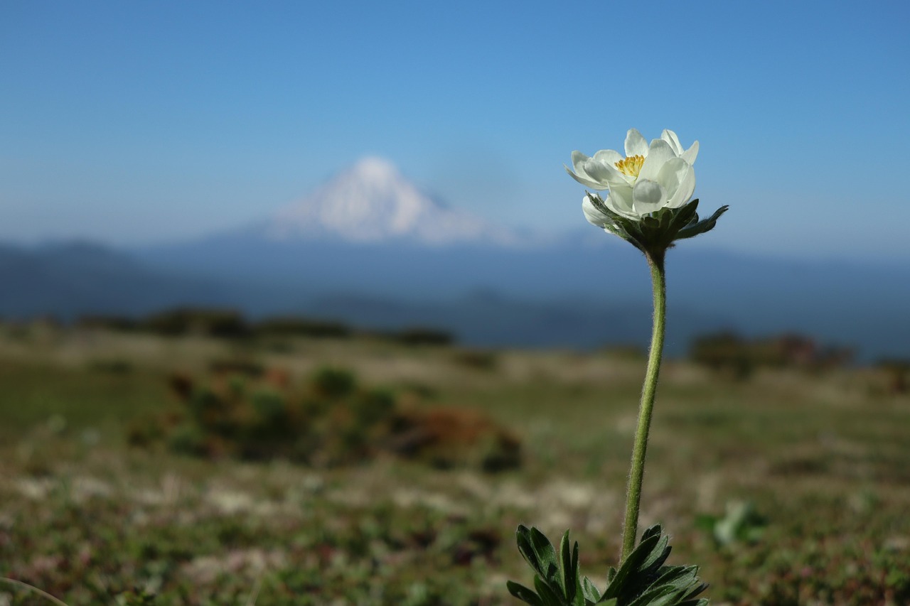 Mountains Tundra Flowers - Free photo on Pixabay