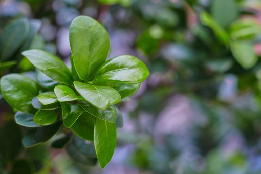 Free Leaf Green photo and picture
