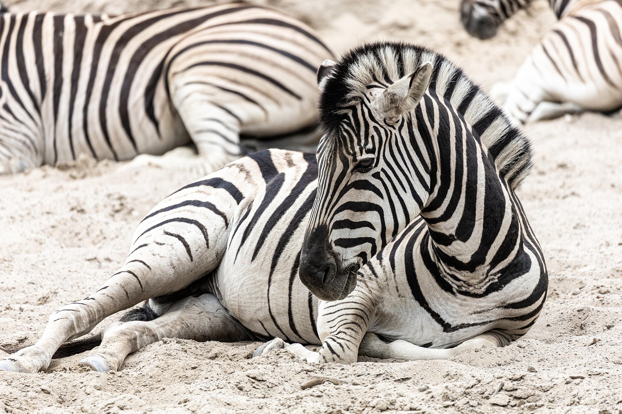 シマウマ 動物園 アフリカ - Pixabayの無料写真