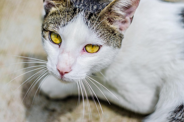 Free Eyes Cat photo and picture