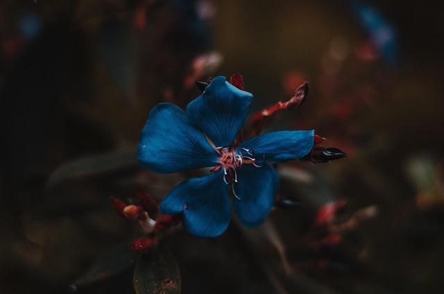 Free Blue Flower photo and picture