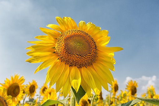Girasol, Flor, Amarillo, El Verano
