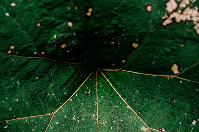Free Plant Texture photo and picture