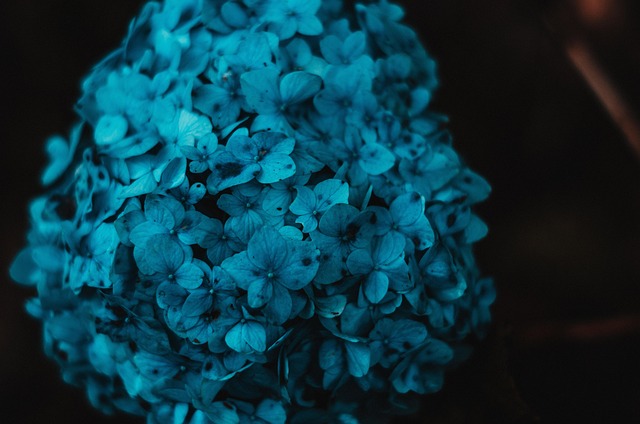 Free Flower Hydrangea photo and picture
