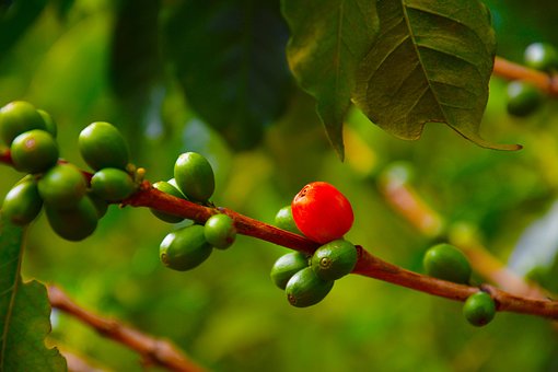 Cafeto, Cafe, Fruto, Granja, Planta
