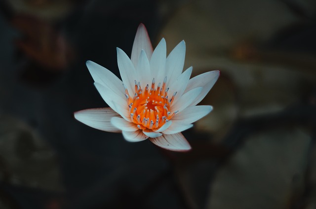 Free Flower Tulip photo and picture