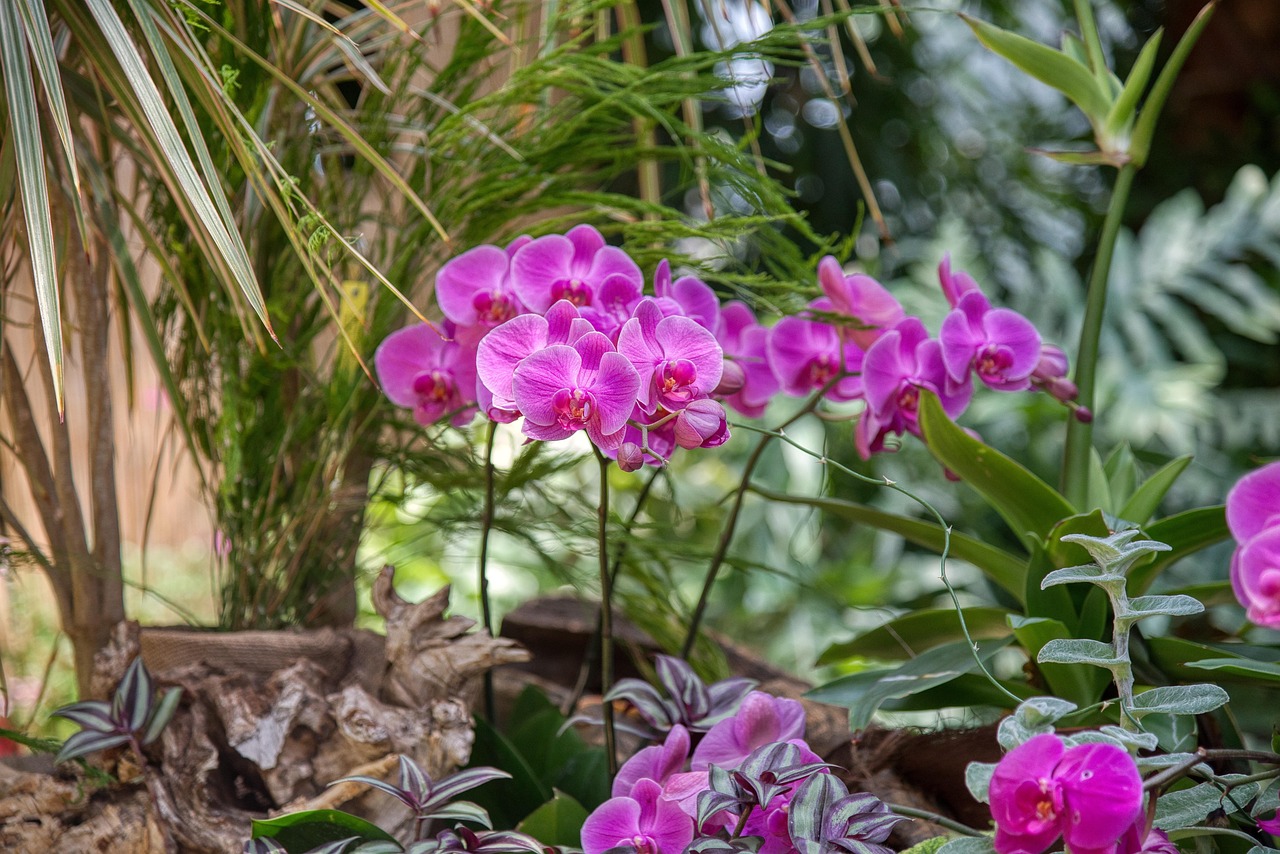 兰花 兰科 植物开花 - Pixabay上的免费照片 - Pixabay