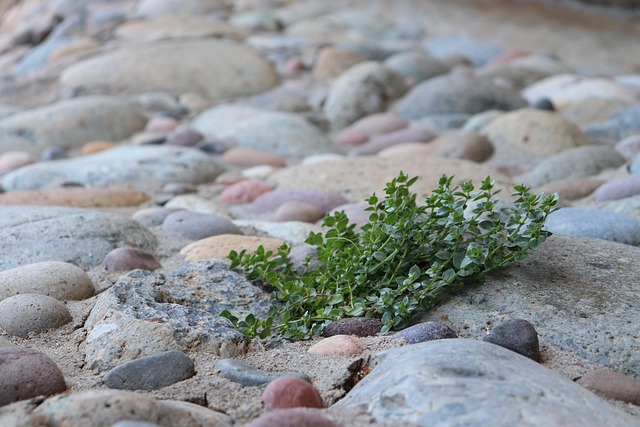 Free Rock Roca photo and picture