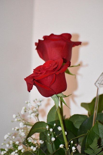 Free Roses Love photo and picture