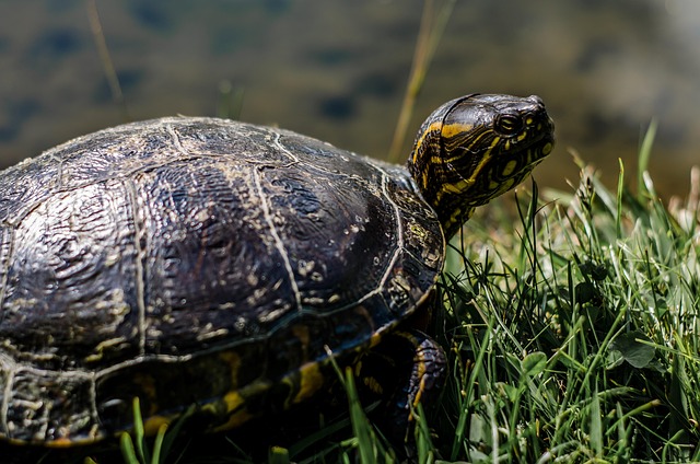 Free Animal Tortuga photo and picture