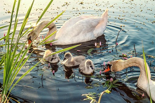 Zwaan, Swan Baby ' S, Baby Zwanen