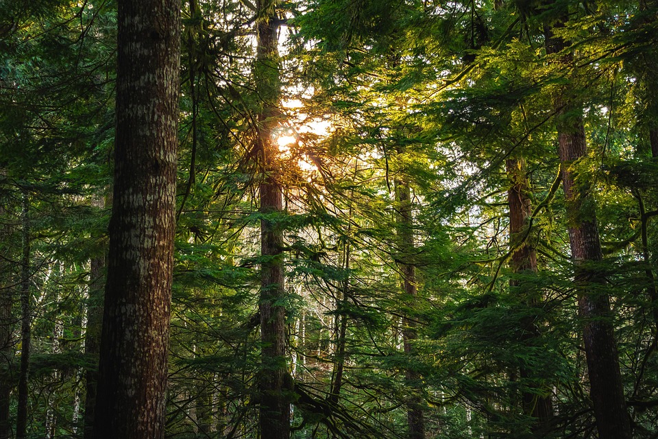 trees-5361193_960_720.jpg
