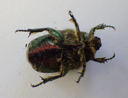 Free Beetle Rose Beetle photo and picture