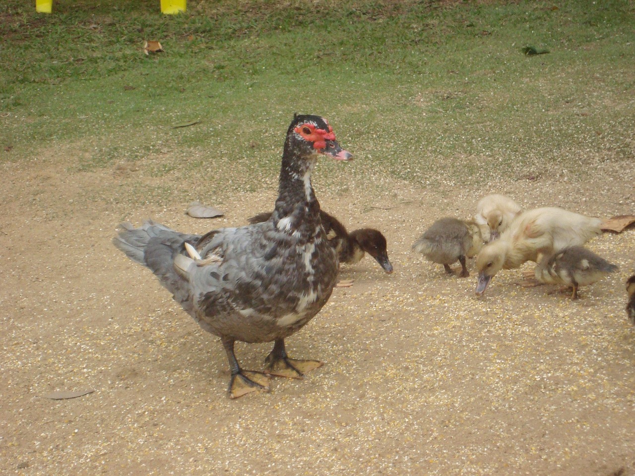 Pato Picture Pato Natureza - Foto gratuita no Pixabay - Pixabay