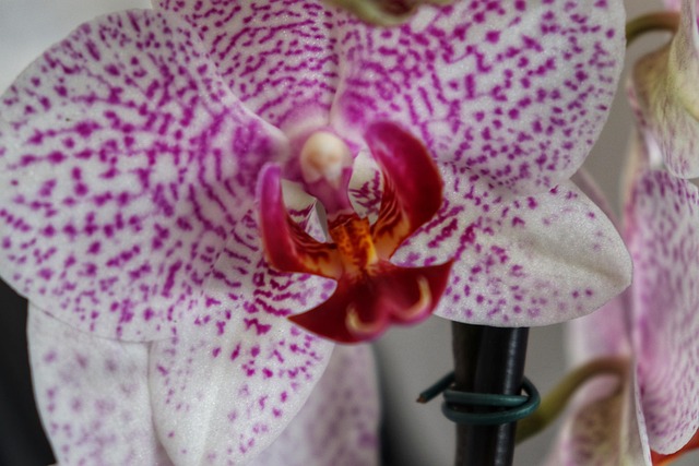 Free Orchid Flower photo and picture
