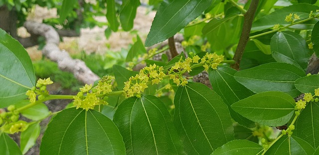 Free Flame Jujube Trees photo and picture