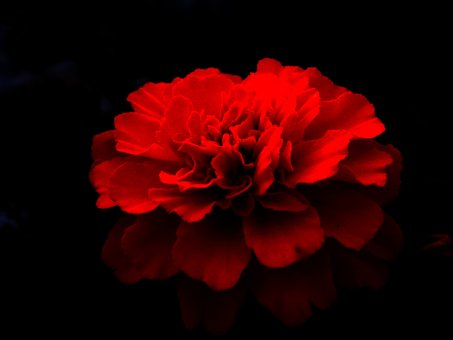 Rose, Blomster, Elsker, Natur, Roser
