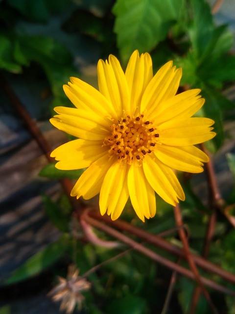 Blomst, Have, Plante, Forår, Blomstre