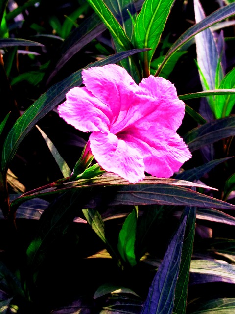 Blomst, Lyserød, Forår, Natur, Elsker