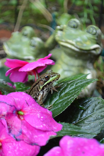 Frosch, Frösche, Blumentapete