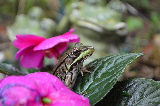 Frosch, Frösche, Grün, Lustig, Niedlich
