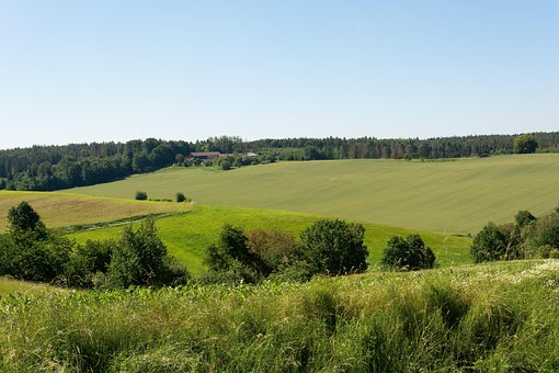 Natur, Landskap, Skog, Tre, Himmel