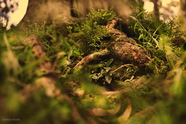 Free Natale Green photo and picture