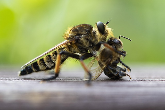 Free Insects Wild photo and picture