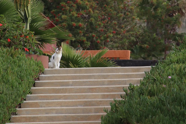 Free Cat Stairs photo and picture