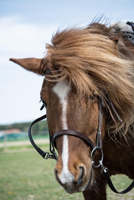 Hest, Island, Islandsk Hest, Ponni