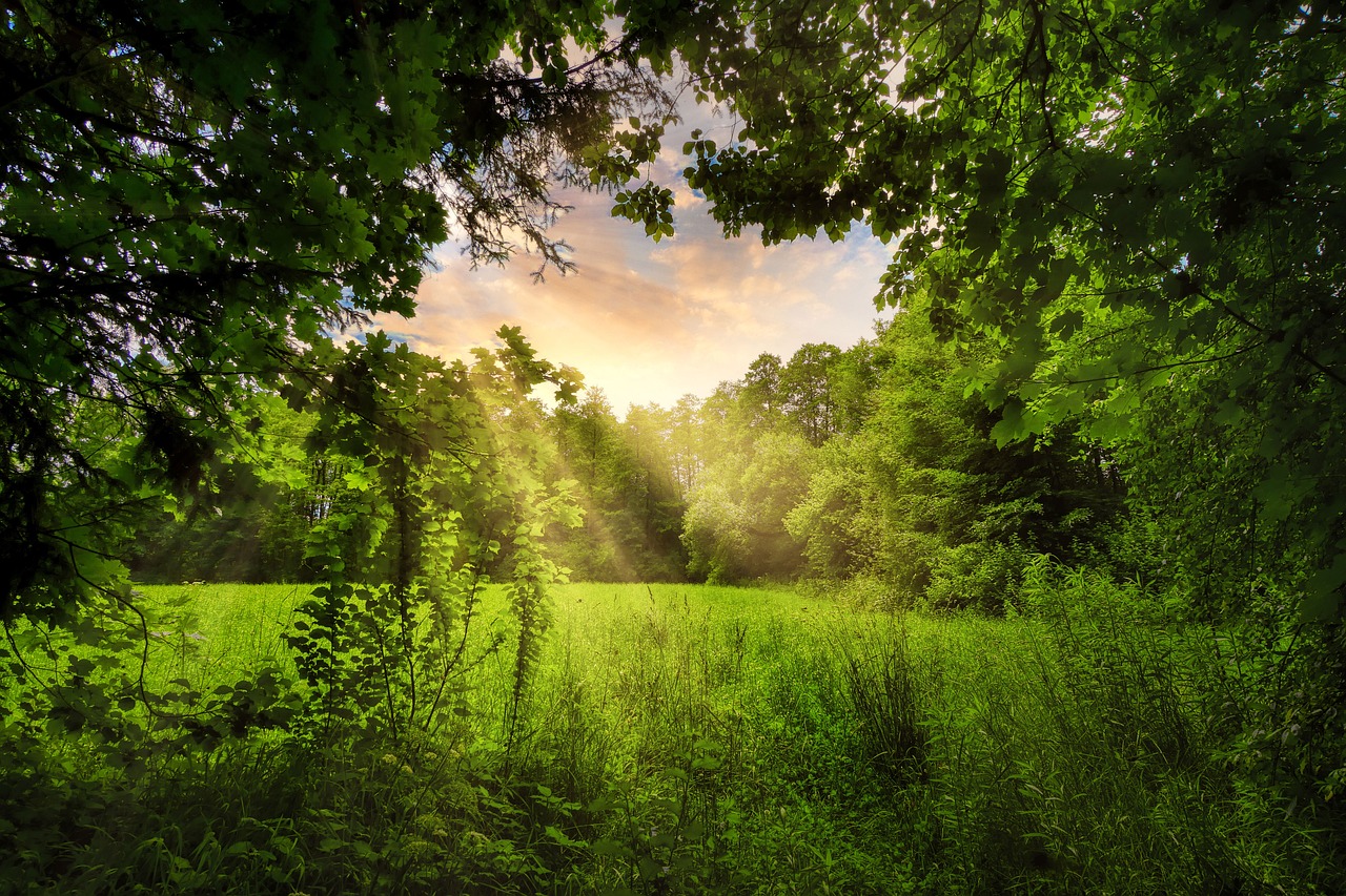 1,000+ Free Glade Hazy & Forest Images Pixabay