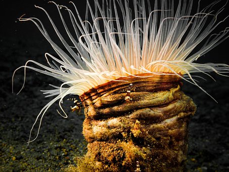 Anemonă, Marin, Sub Apă, Recif, Apă