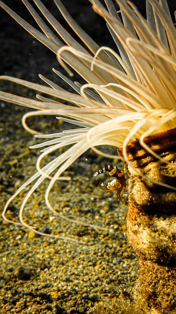Anemonă, Crevetă, Marin, Anemonele, Mare