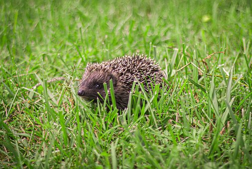 Igel, Gras, Hübsch, Tiere, Säugetier