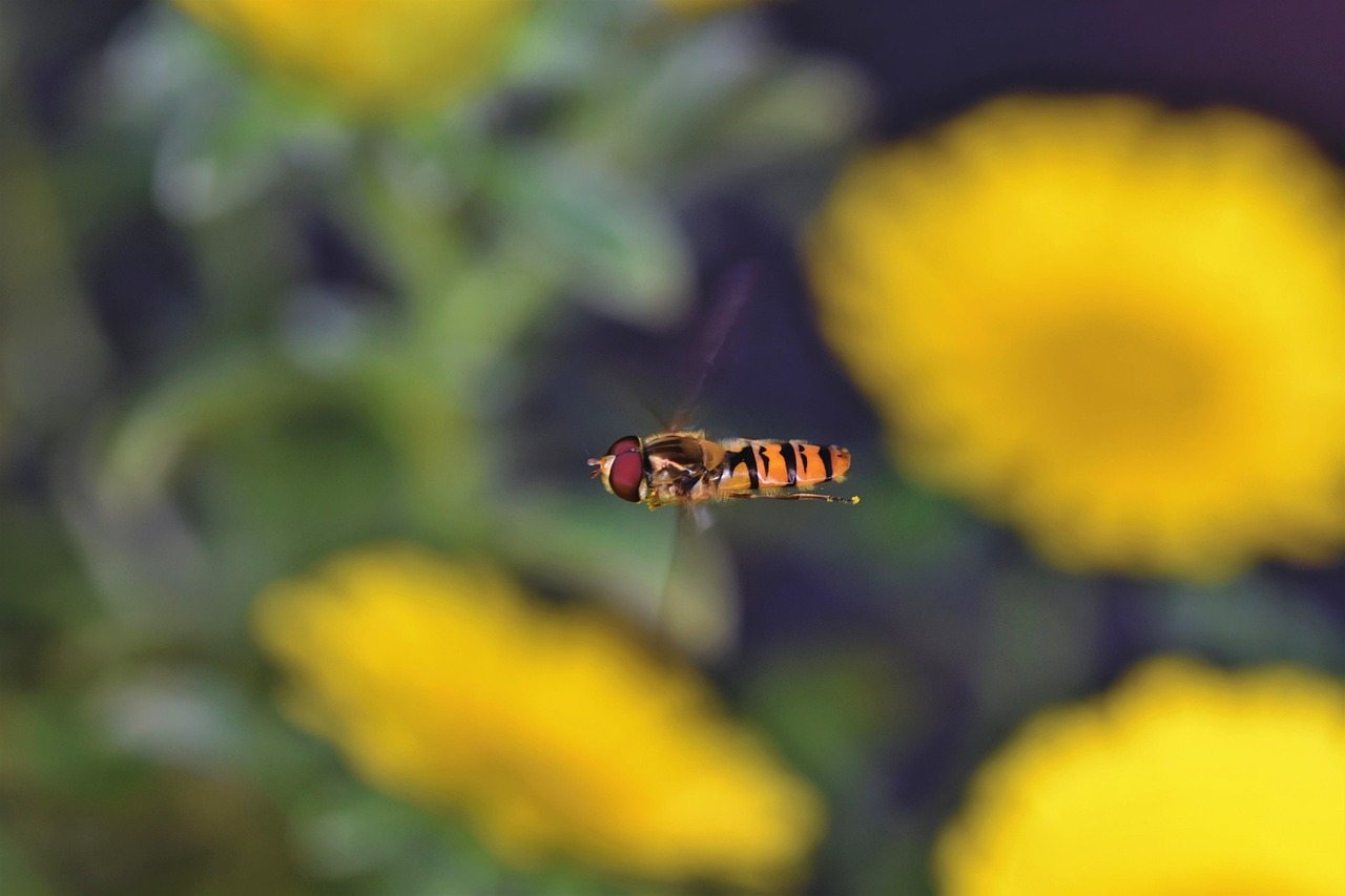 Hover Fly Insect Flying - Free photo on Pixabay