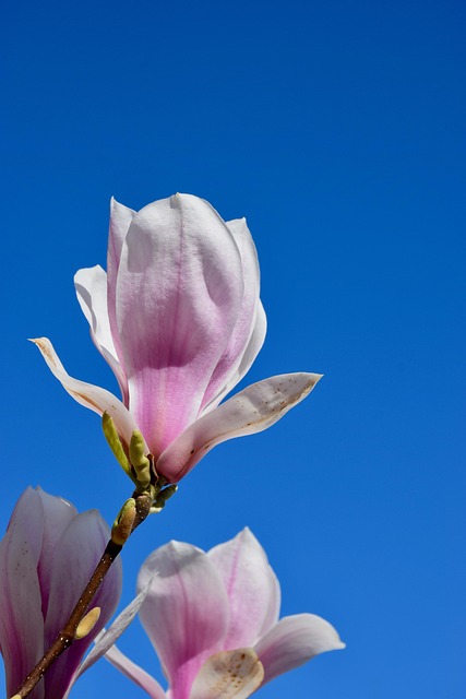 Free Magnolia Days Magnolia photo and picture