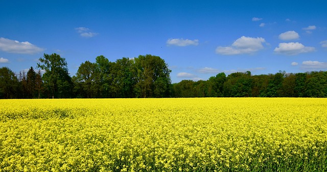 Free Rapeseed Field photo and picture