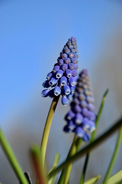 Free Grape Hyacinth Traubenhyazinthe photo and picture