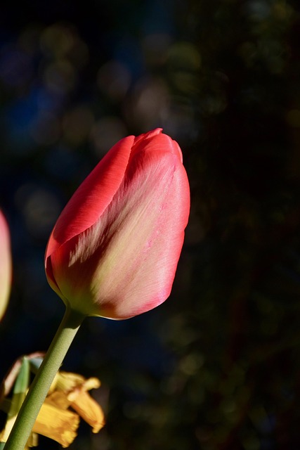 Free Tulip Spring photo and picture