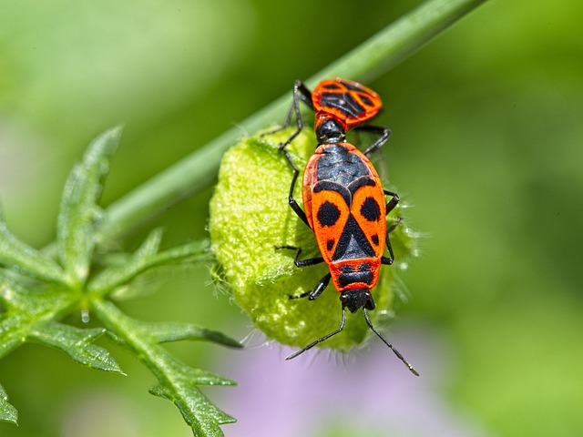 Free Fire Bug Bug photo and picture