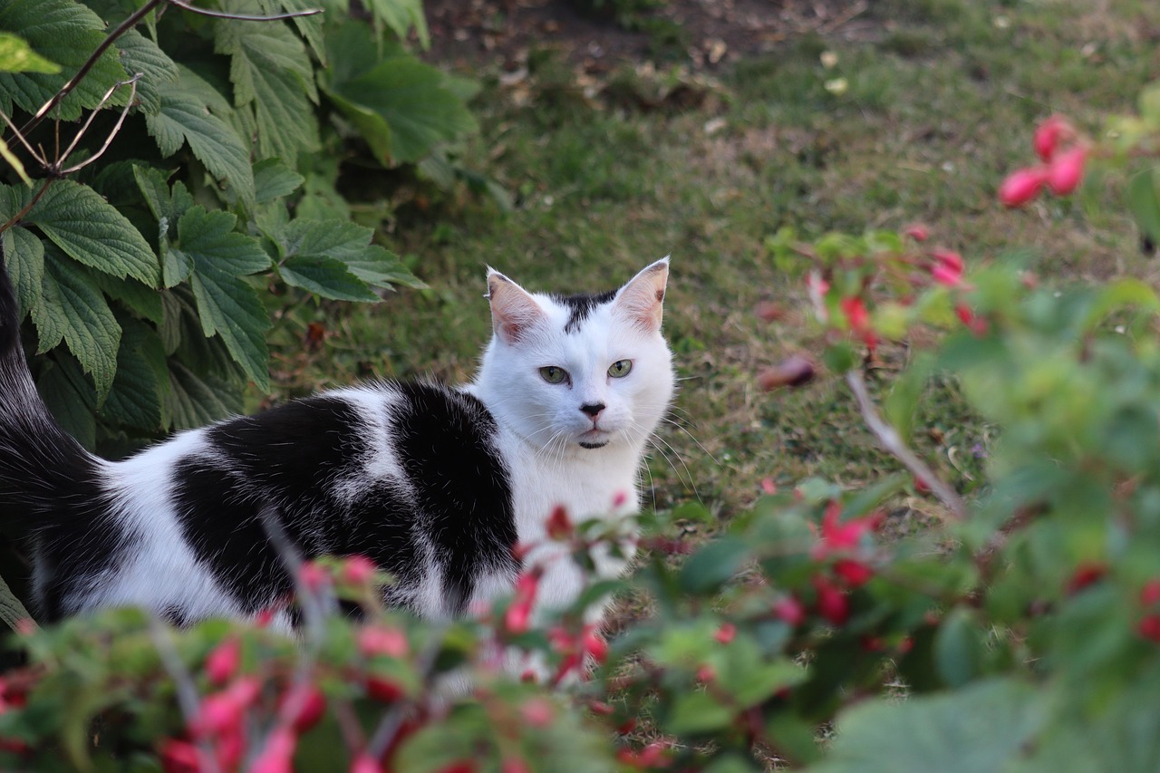 Cat Feline Black And White - Free photo on Pixabay