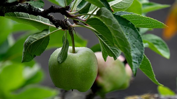 Free Apples Apple photo and picture