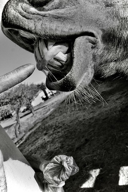 Free Horse Eating photo and picture