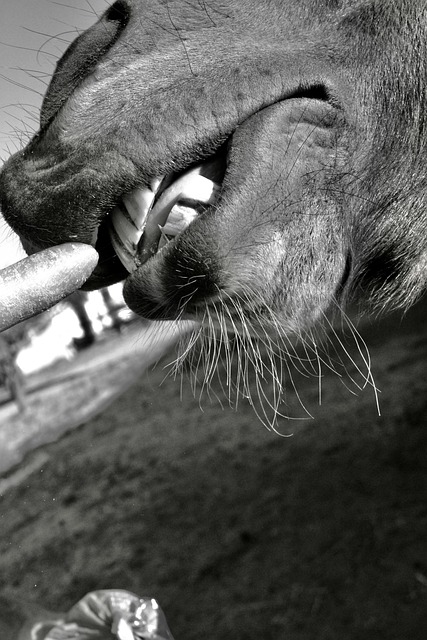 Free Horse Teeth photo and picture