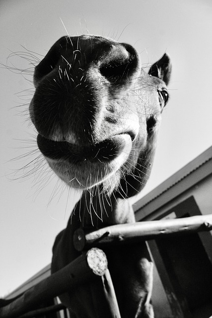 Free Horse Nature photo and picture