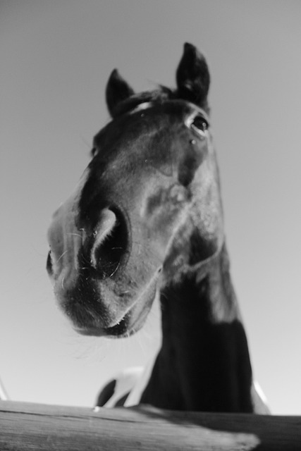 Free Horse Portrait photo and picture